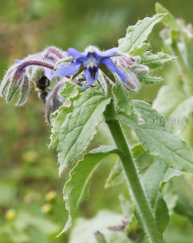 琉璃苣(Borago officinalis)